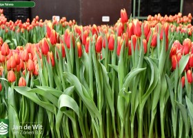 Tulipa Yalena ® (2)